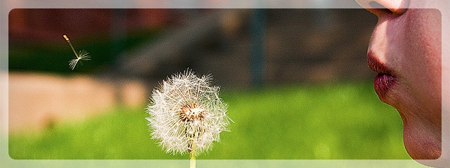 Link to WES Wish List - Picture of child blowing dandelion